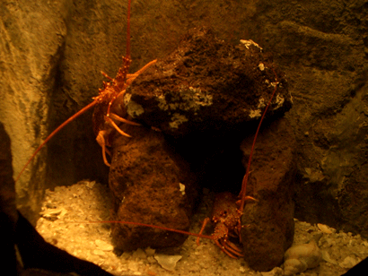 Spiny Rock Lobsters