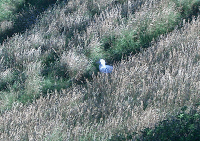 Albatross, Taiaroa Head, Otago Peninsula