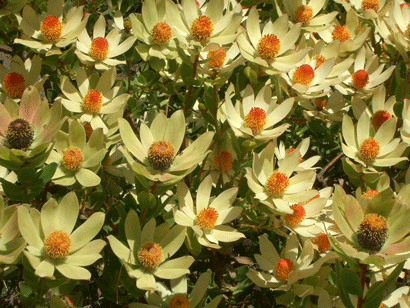 Cloudbank Jenny (Leucadendron)