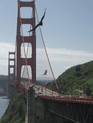 Golden Gate Bridge (with birds of prey)