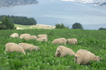 New Zealand Lamb