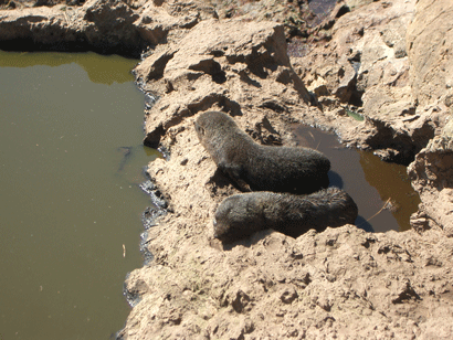 Seal Pups at 'Natures Wonders' Tour