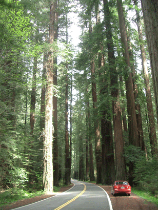 Avenue of the Giants (with my hire car !)