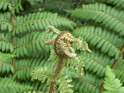 NZ Fern