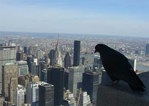 Bird's Eye View from Empire State Building, NYC. Photo © Jeremy Cousins 2007