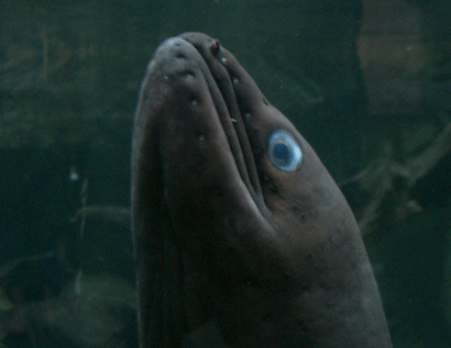 Something fishy .... a big eel at the National Aquarium