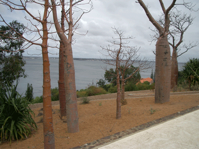 Boab trees at Botanic Gardens