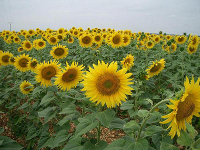 SUNFLOWERS, AS FAR AS THE EYE CAN SEE