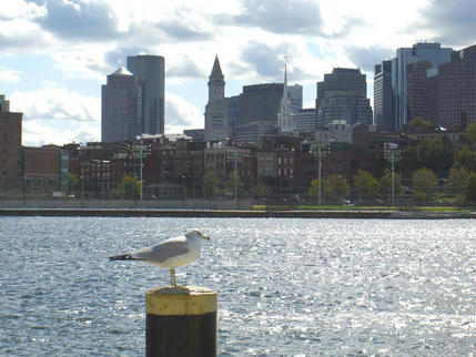 View of city from the Harbour, Boston