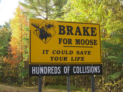 Moose warning sign on Route 16, Gorham