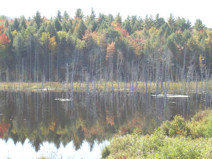 Trees in the Fall, New England