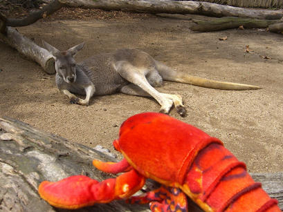 Meeting a Roo at Taronga Zoo, Sydney