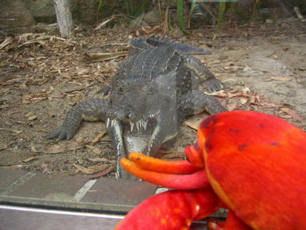 Crocodile hunter at Taronga Zoo, Sydney