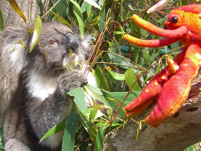 Encounter with a koala, Cleland Wildlife Park near Adelaide