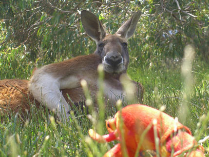 Sunbathing with a kangaroo, Cleland Wildlife Park near Adelaide