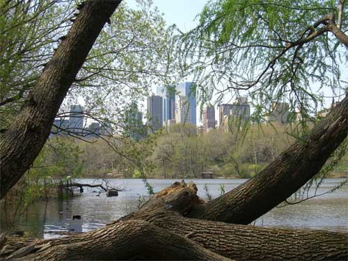 Lake at Central Park, NYC. Photo © Jeremy Cousins 2007