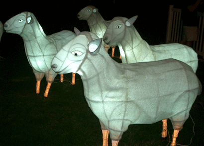 NZ Lamb - Chinese Lanterns, Auckland