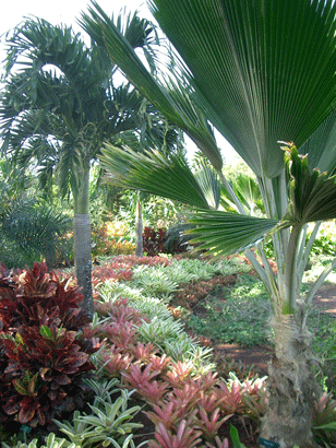 Garden at Doles Plantation