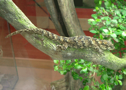 Gecko