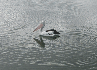 Pelican crossing