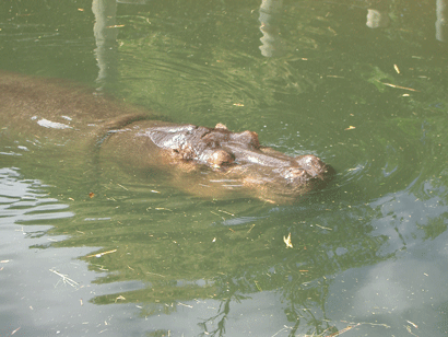 Hippo at Auckland Zoo