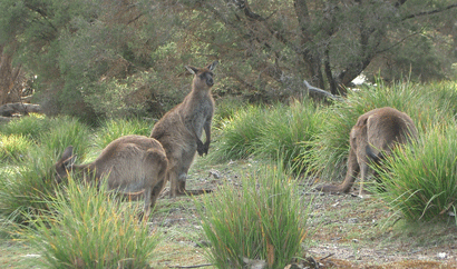 Kangaroos on Kangaroo Island