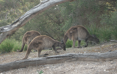 Kangaroos on Kangaroo Island