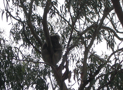 Koala - bearly/barely visible