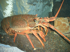 LOBSTER