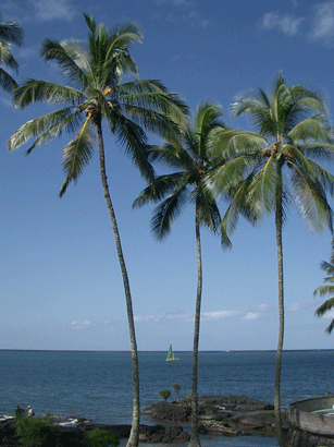 Palm Trees outside hotel at Hilo