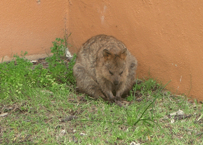 Quokka