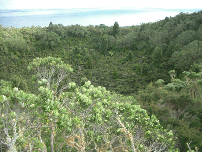 The Crater, Rangitoto Island