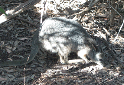 Wallaby near the Remarkable Rocks