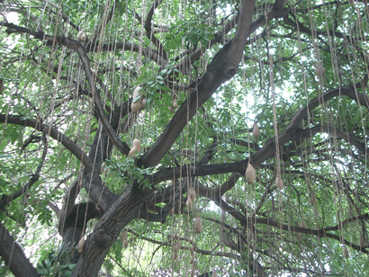 Sausage Tree