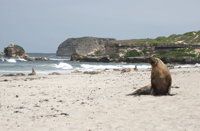 At Seal Bay, Kangaroo Island