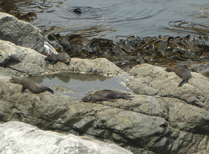 Seals at Ohau Point