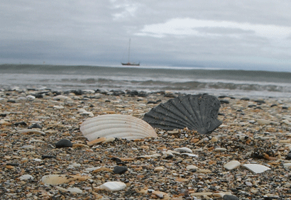 Onetangi Beach - you can be sure of Shells