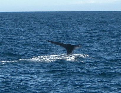 Sperm Whale - Dive Pic#2