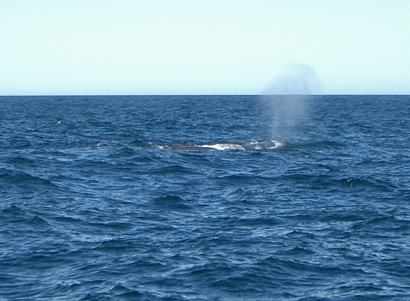 Sperm Whale Pic#1