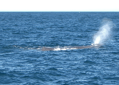 Sperm Whale Pic#2