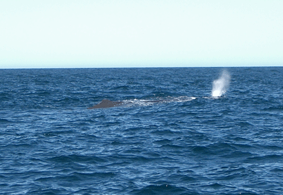 Sperm Whale Pic#4