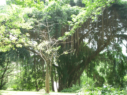 In Fort Canning Park, Singapore