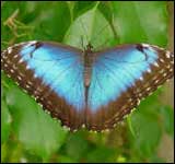 Butterfly Valley