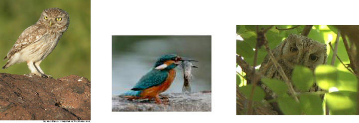 Birds