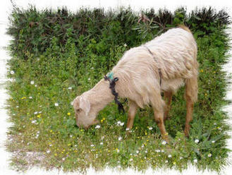 Goat at Purge