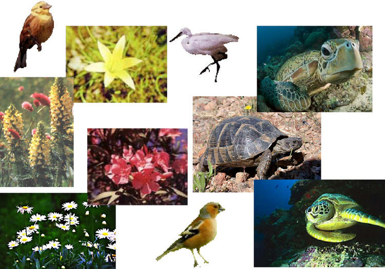 Ecology
