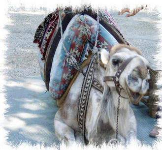 Camel outside the Dudan Falls