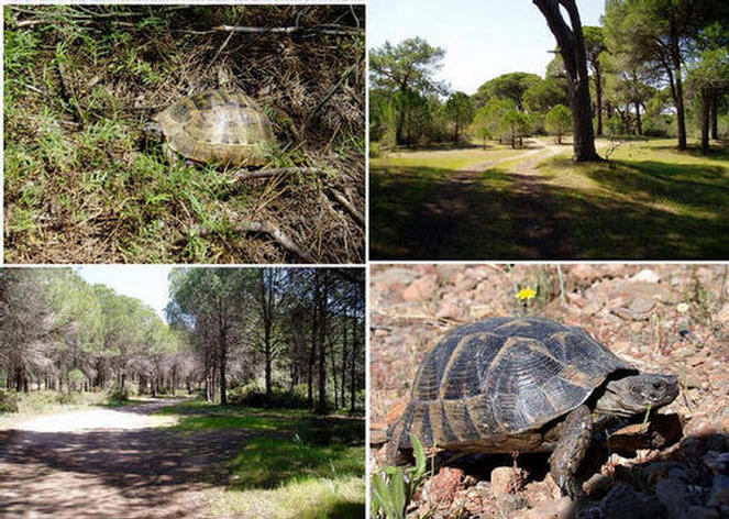 Belek Pine Forest