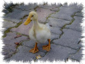 Duck at Side