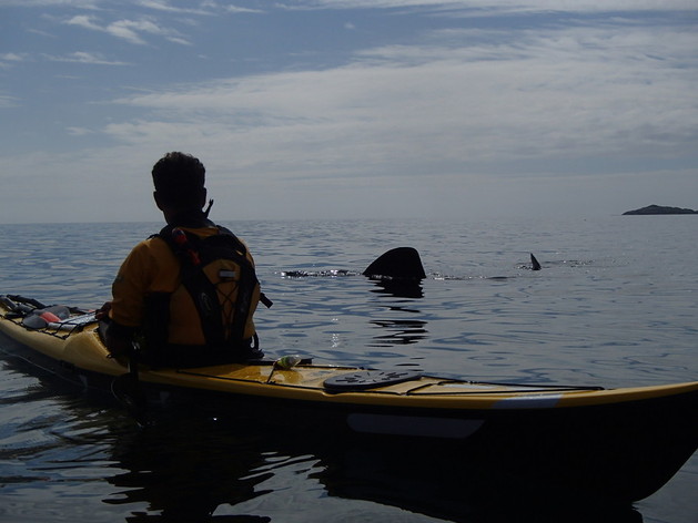 basking shark